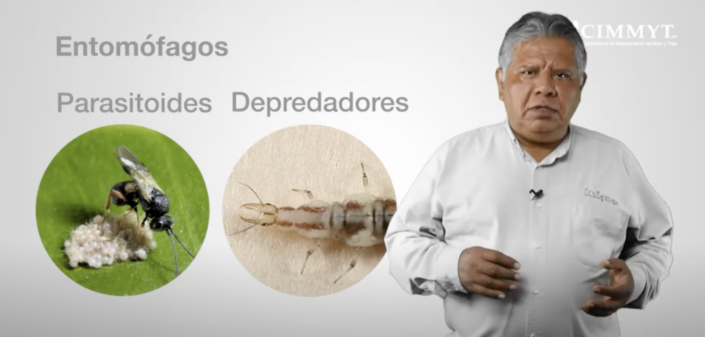 Fernando Bahena explica que dentro de los insectos benéficos hay dos grupos clave: los parasitoides, como algunas avispas que depositan sus huevos en otros insectos, y los depredadores, como las crisopas, que cazan activamente. (Foto: CIMMYT)